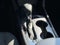 2024 Chevrolet Malibu LS 1FL